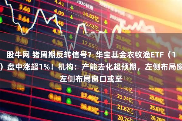 股牛网 猪周期反转信号？华宝基金农牧渔ETF（159275）盘中涨超1%！机构：产能去化超预期，左侧布局窗口或至